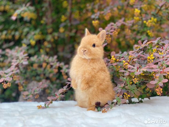 Крольчата с блестящей шерстью, сатины