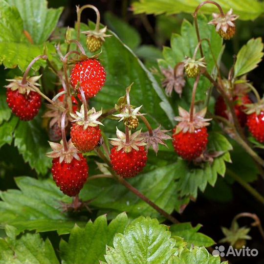 Земляника Клубника Малина