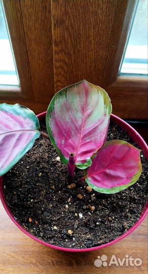 Калатея Сильвия