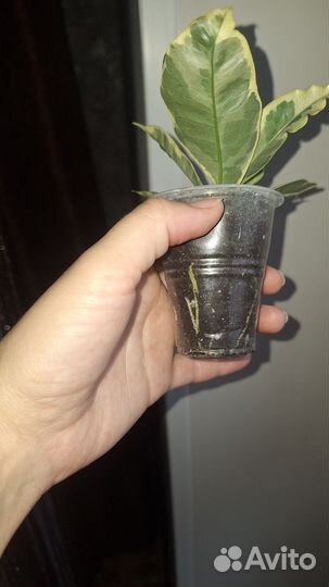 Кротон тамара