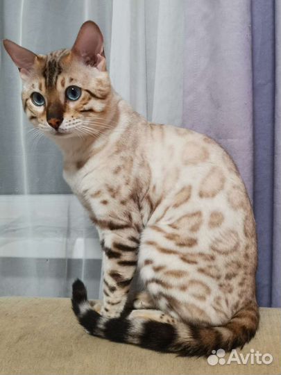 Бенгальский кот вязка