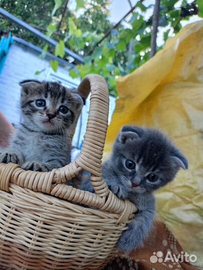 Котятки ищут дом