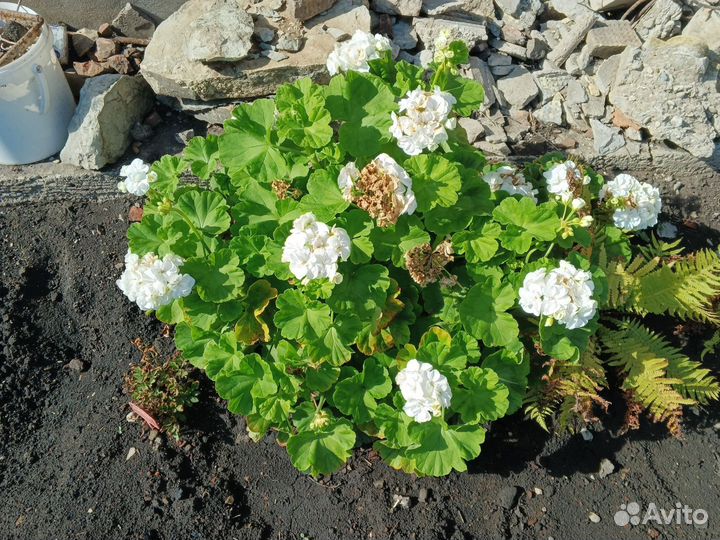 Герань пеларгония