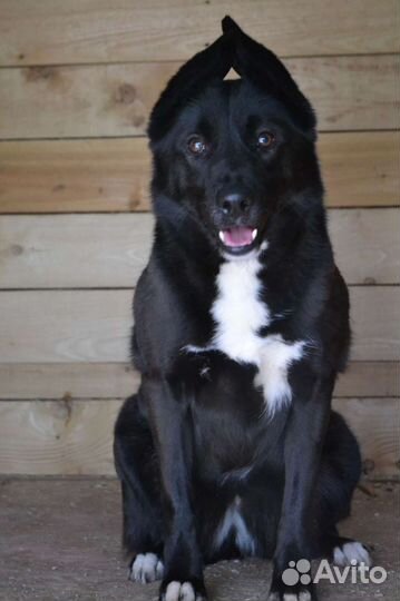 Чудесная собака ищет семью