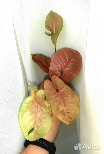 Комнатные цветы