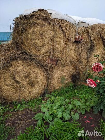 Сено в рулонах