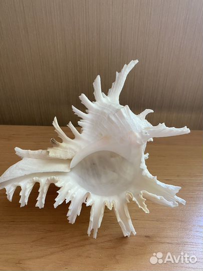 Ракушки, кораллы