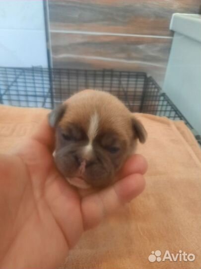 Французский бульдог щенки