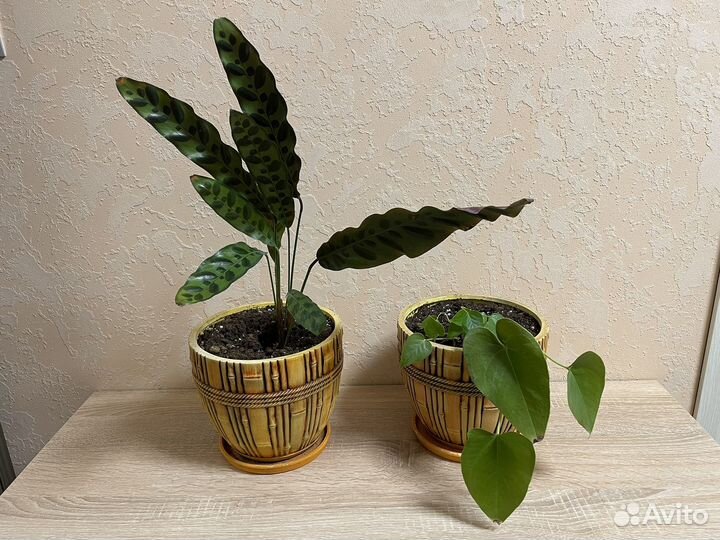 Комнатный цветок калатея антариум