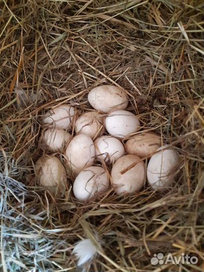 Инкубационные гусиные яйца