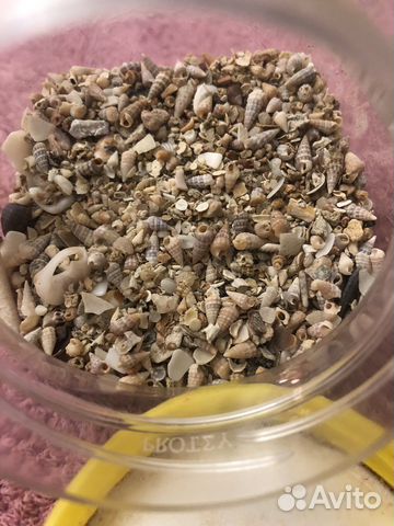 Морские ракушки раковины