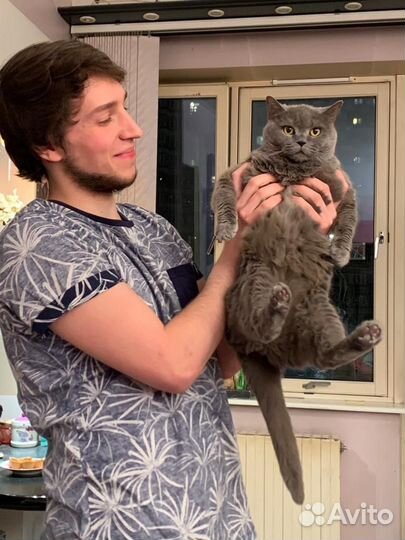 Британская кошка