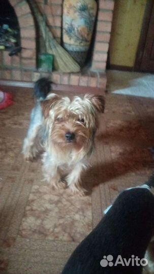 Йоркширский терьер