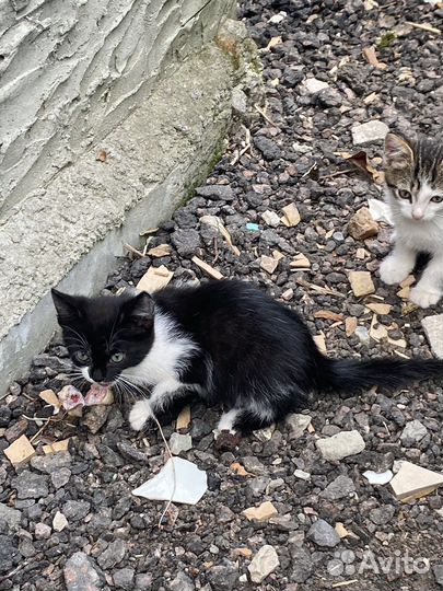 Кошка в дар бесплатно