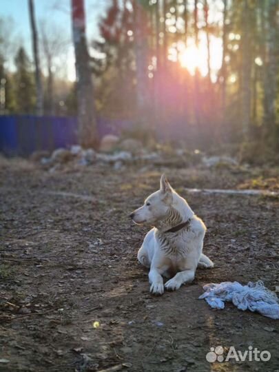 Собаки бесплатно в добрые руки