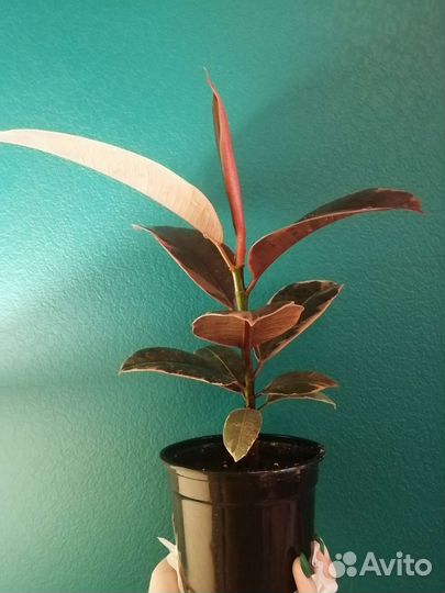 Фикус эластика розовый белиз