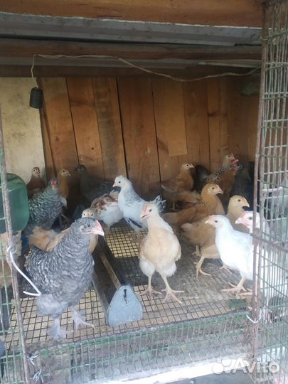 Цыплята домашние крупной породы 2,5 месяцев