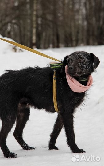 Собачка в дар беплатно