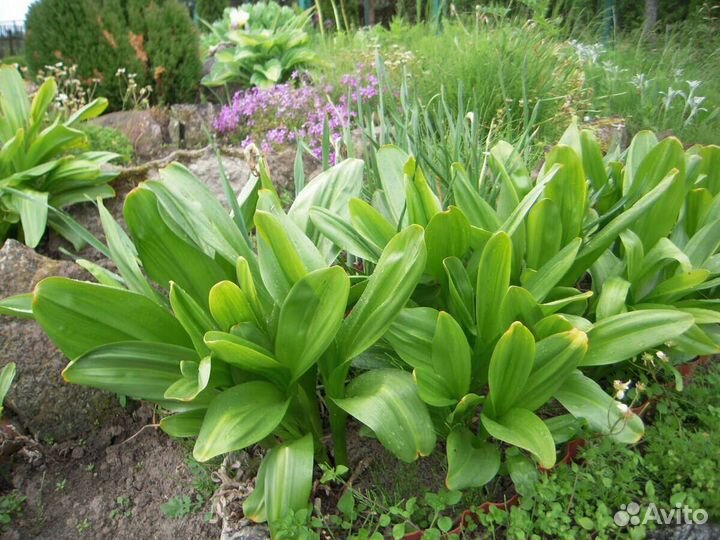 Многолетние цветы