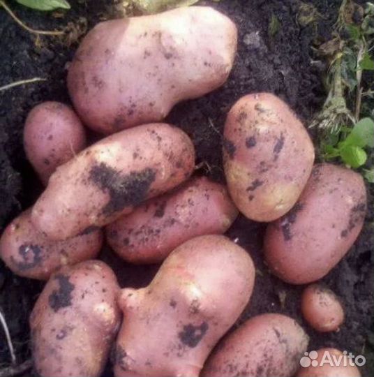 Картофель «Ред Сони»