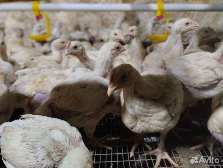 Цыплята бройлеры подрощенные