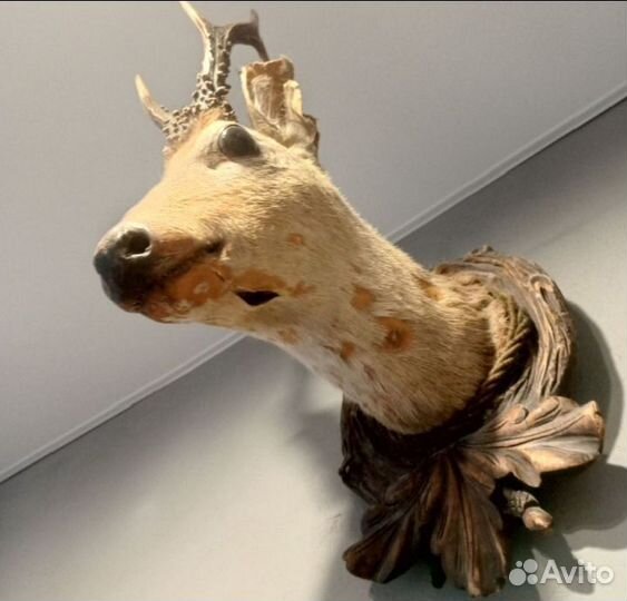 Чучело косули