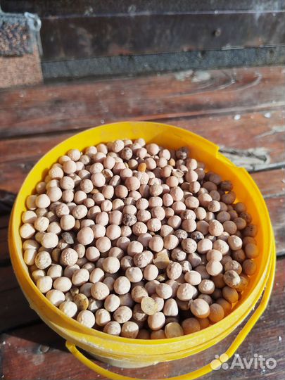 Сидерат горох