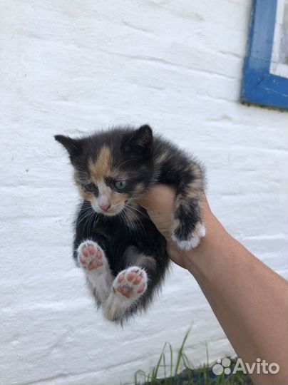 Котята в добрые руки даром