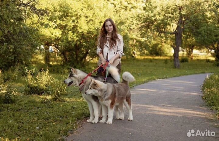 Выгул собак, собачья няня, догситтер