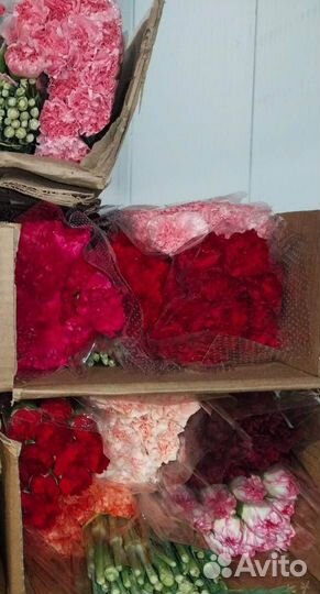 Гвоздика цветы