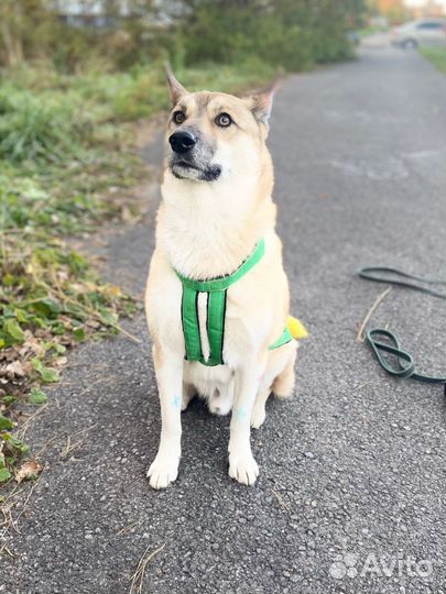 Шлейка для собаки