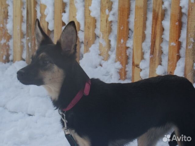 Отдам бесплатно