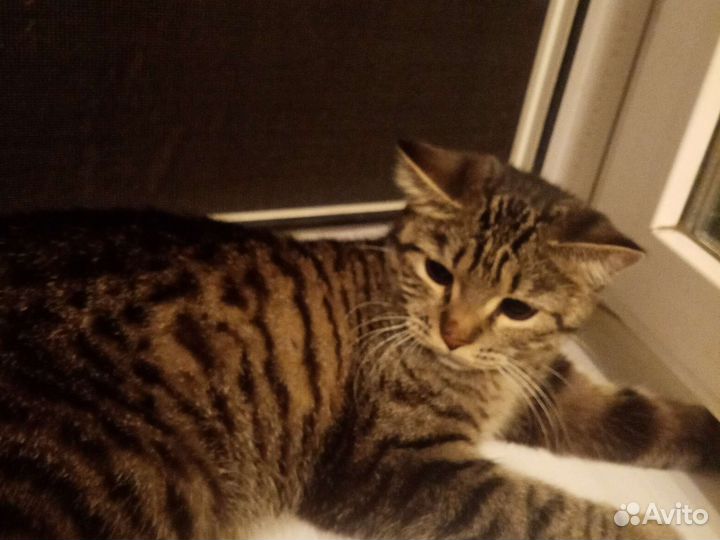 Отдаю кошечку со всем что нужно