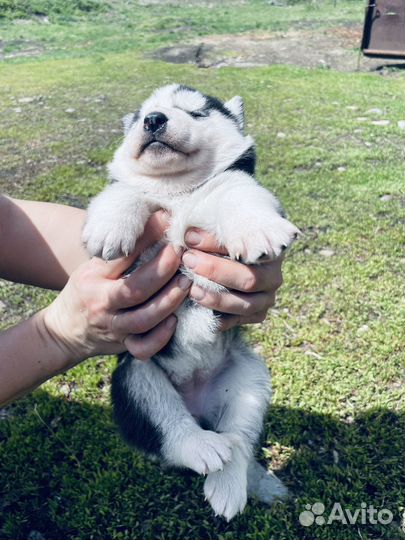 Щенки Сибирской Хаски