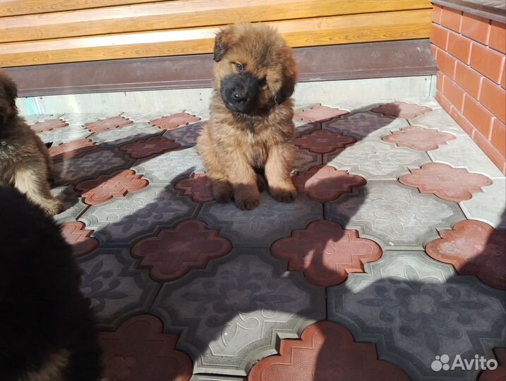 Тибетский мастиф щенки