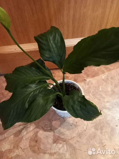 Спатифиллум