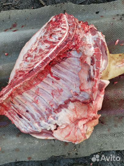 Мясо свинина