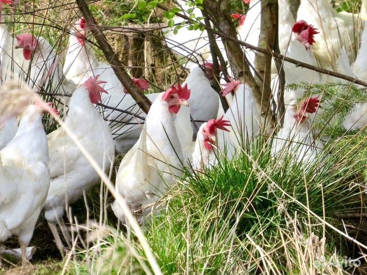 Куры несушки