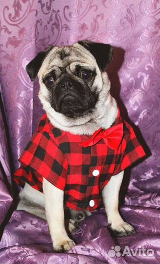 Мопс вязка мальчик