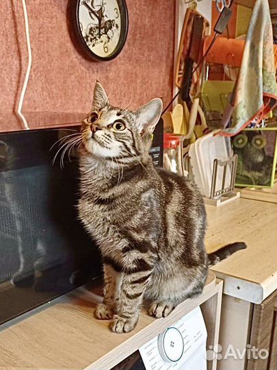 Котенок в добрые руки