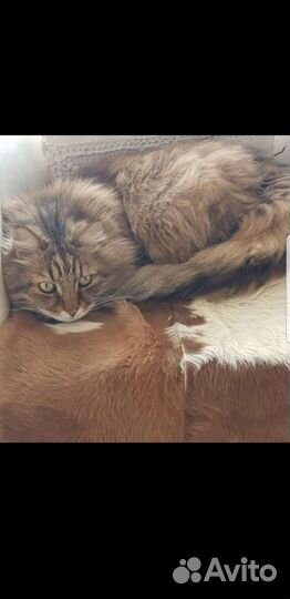 Добрый и ласковый котик Богдан