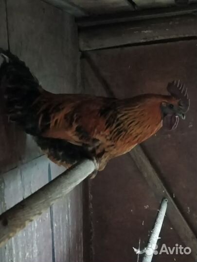 Молодые петушки