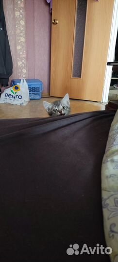 Котенок девочка в добрые руки