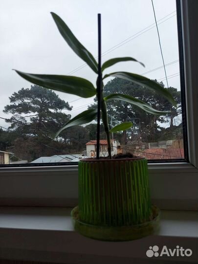 Дендробиум нобиле