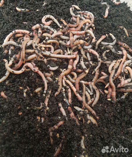 Червь Дендробена для рыбалки,биогумуса,компоста