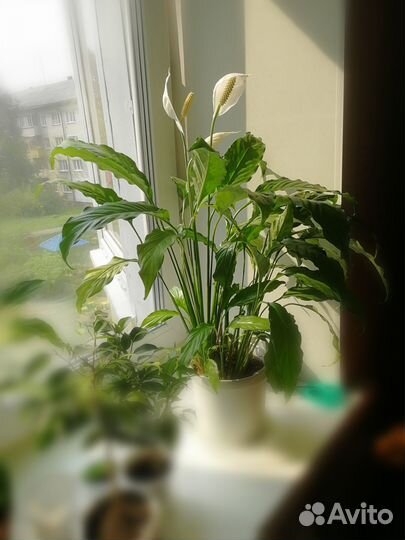 Комнатные домашние растения