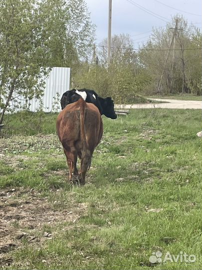 Бык герефорд на племя