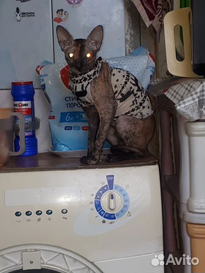 Канадский сфинкс