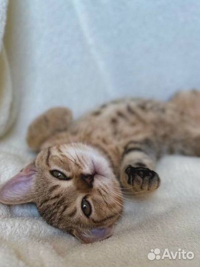 Шотландские котята