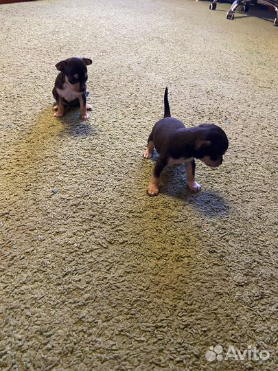 Той-терьер щенки